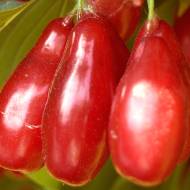 Саженец Кизил Лукьяновский